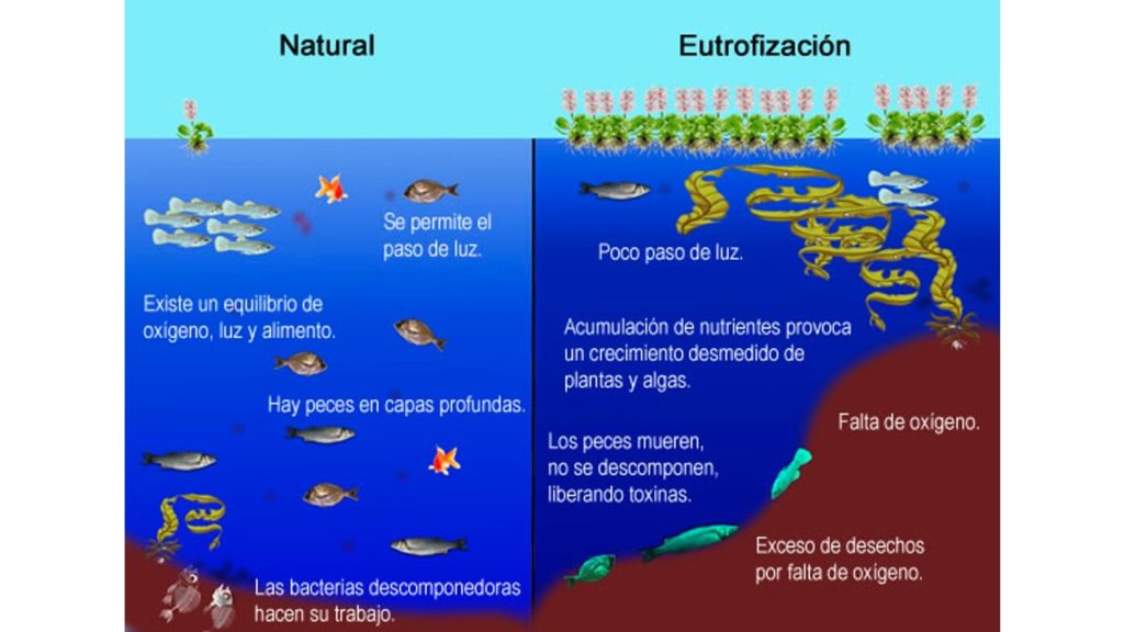 ¿Cuáles son las causas de la eutrofización de aguas? - Coial