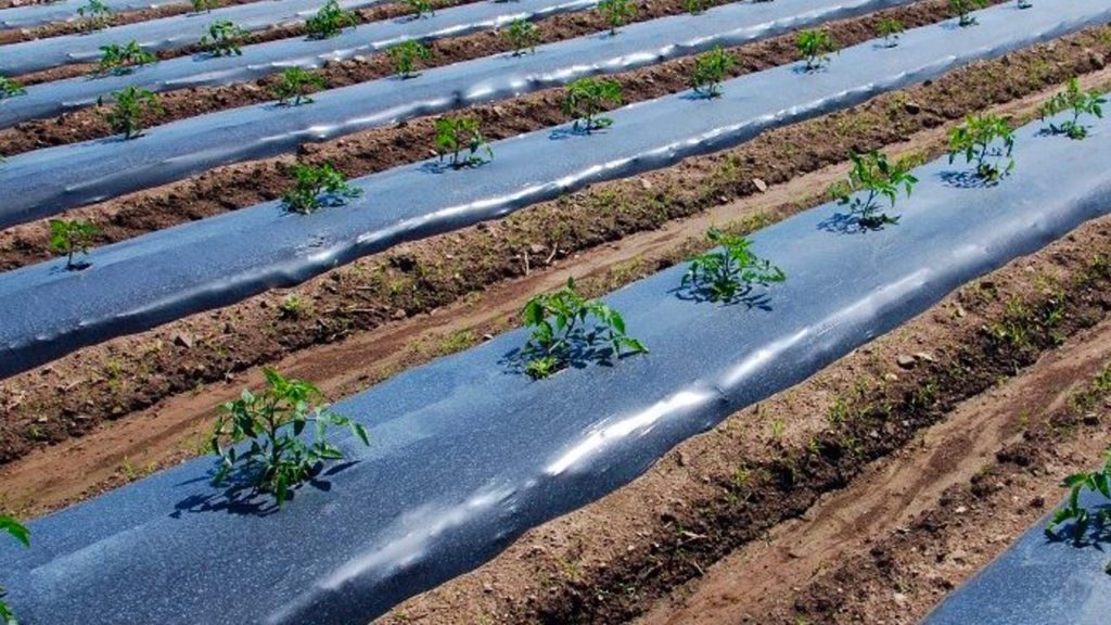 Bioplásticos: un paso más hacia la sostenibilidad de la agricultura - Coial